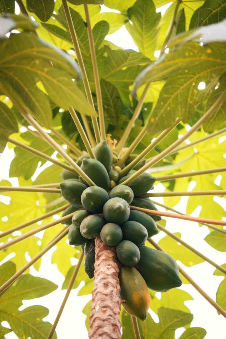 Papaya trees